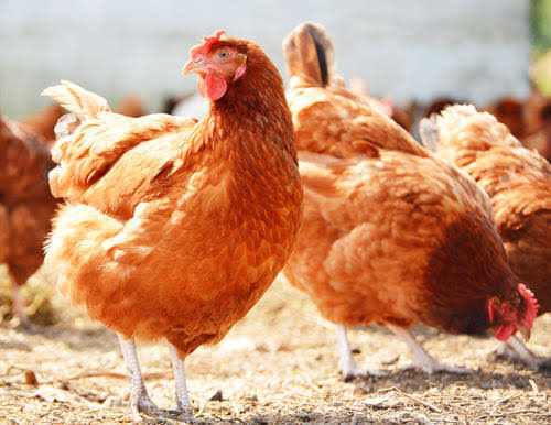 Pondeuses en élevage, suivies pour l'élevage de précision